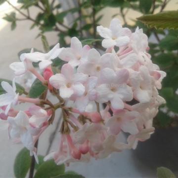 Viburnum carlesii 'Juddii'