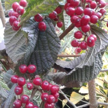 Viburnum dilatatum 'Cardinal Candy' ®