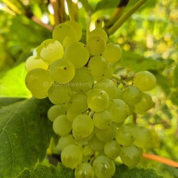 Vitis 'Lakemont' (seedless, white)