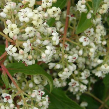 Viburnum 'Le Bois Marquis' ®
