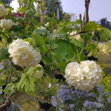 Viburnum opulus 'Roseum'