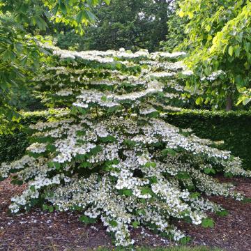 Viburnum plicatum 'Cascade'