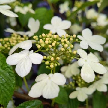 Viburnum plicatum 'Kilimandjaro' ®