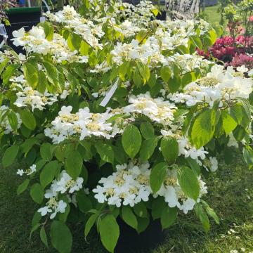 Viburnum plicatum 'Mariesii'