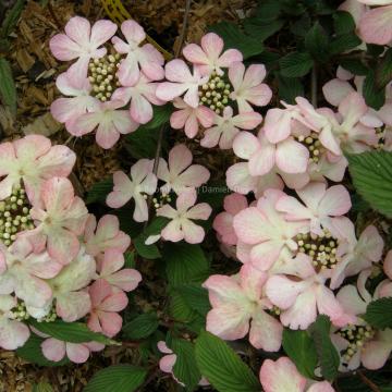 Viburnum plicatum 'Molly Schröder'