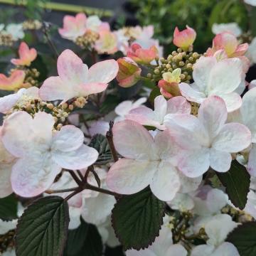 Viburnum plicatum 'Pinkimono' ®