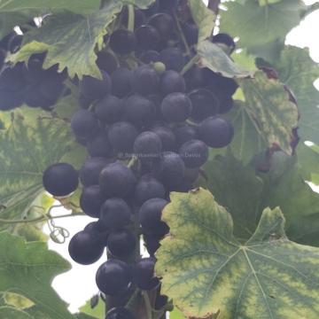 Vitis vinifera 'Muscat Bleu'