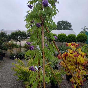 Wisteria frutescens 'Amethyst Falls'