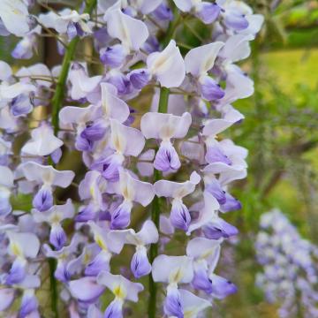 Wisteria floribunda 'Geisha'