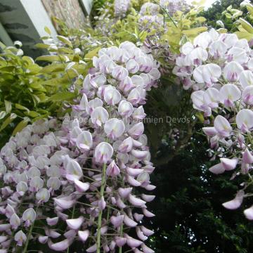 Wisteria floribunda 'Honbeni' (W.florib.'Rosea')