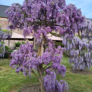 Wisteria floribunda 'Royal Purple' (='Kokuryu')