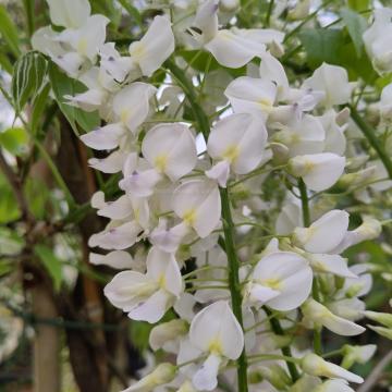 Wisteria floribunda 'Shiro-noda'