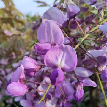 Wisteria sinensis 'Amethyst'