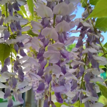 Wisteria sinensis 'Blue Sapphire'