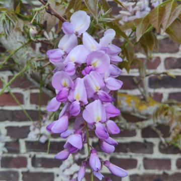 Wisteria sinensis 'Soleil'