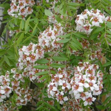 Xanthoceras sorbifolium