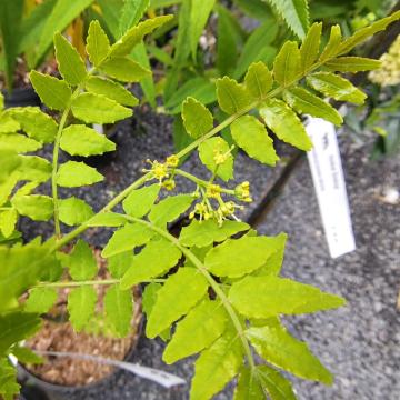 Zanthoxylum piperitum