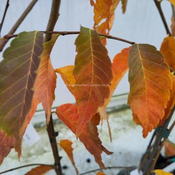 Zelkova serrata 'Scarlet Cesar'