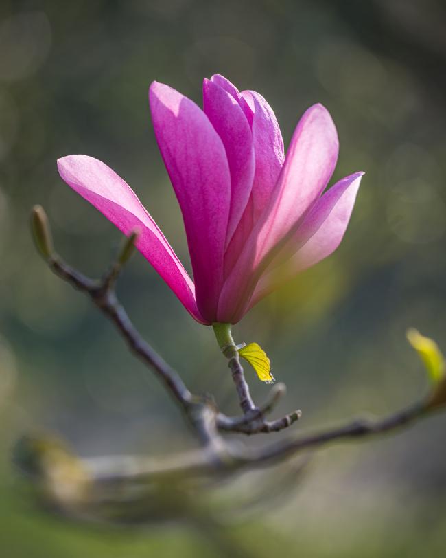 Magn foto  Kleine Leiestraat
