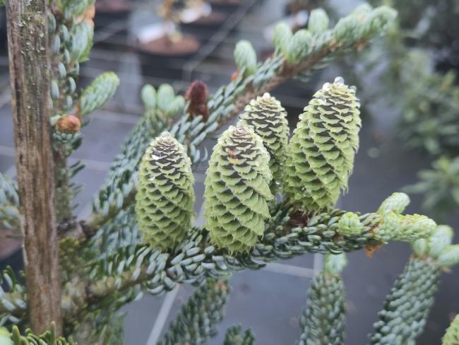 Abies koreana 'Silberlocke'