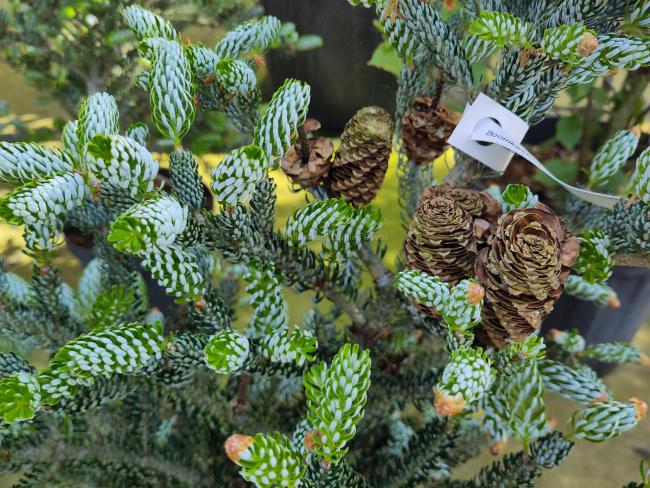 Abies koreana 'Silberlocke'