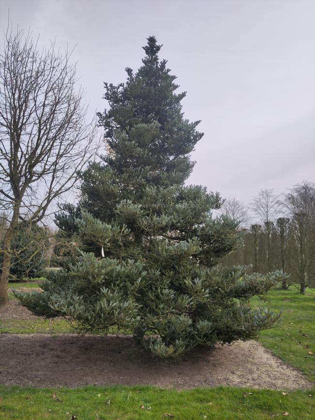 Abies koreana 'Silberlocke'