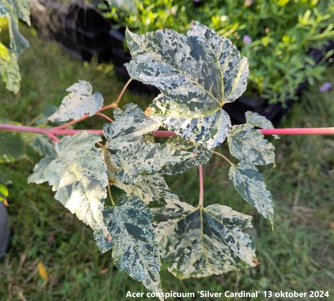 Acer conspicuum  'Silver Cardinal'