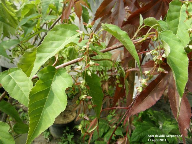 Acer davidii 'Serpentine'