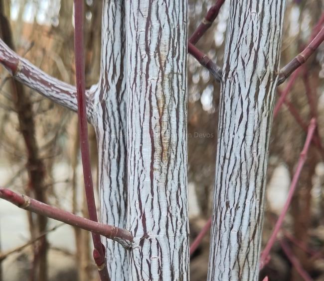 Acer davidii 'Viper' ®