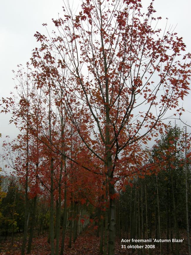 Acer freemanii 'Autumn Blaze' ® (= 'Jeffersred')