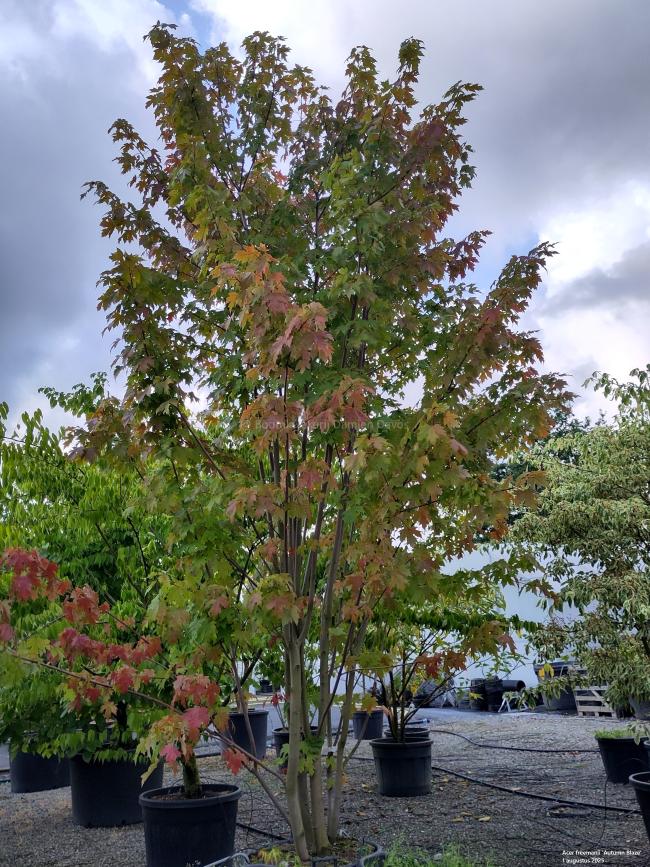 Acer freemanii 'Autumn Blaze' ® (= 'Jeffersred')