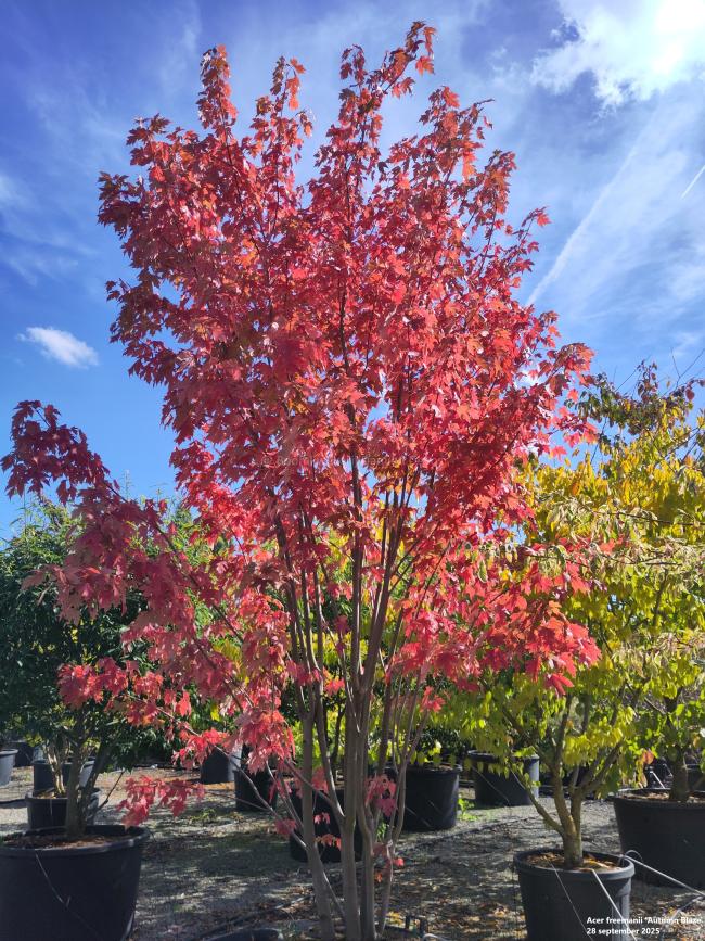 Acer freemanii 'Autumn Blaze' ® (= 'Jeffersred')