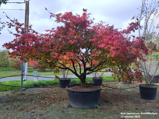 Acer japonicum 'Aconitifolium'