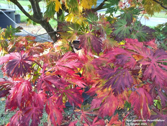 Acer japonicum 'Aconitifolium'