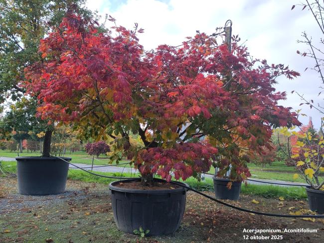 Acer japonicum 'Aconitifolium'