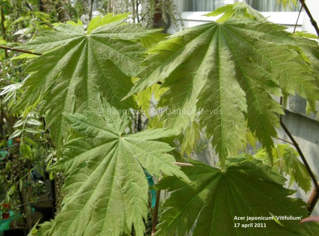 Acer japonicum 'Vitifolium'