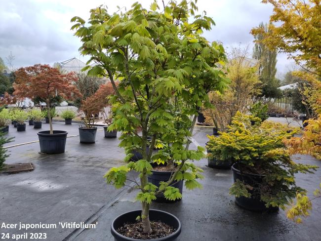 Acer japonicum 'Vitifolium'
