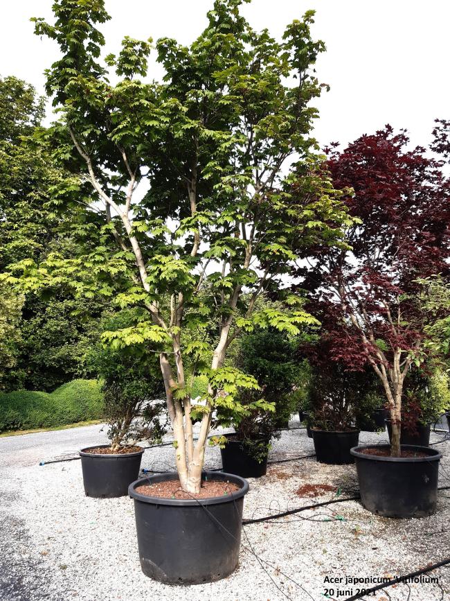 Acer japonicum 'Vitifolium'