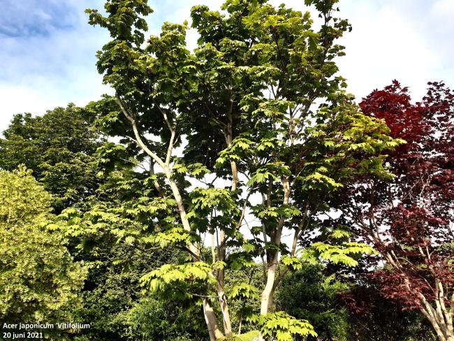 Acer japonicum 'Vitifolium'