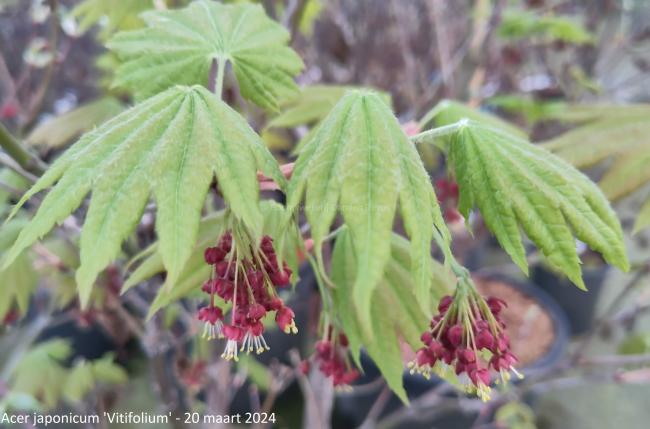 Acer japonicum 'Vitifolium'