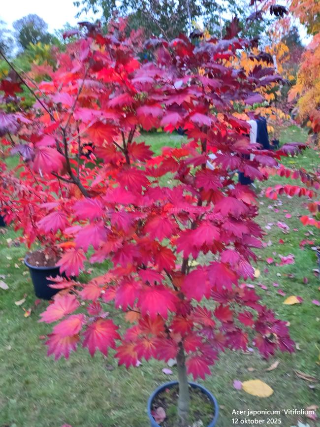 Acer japonicum 'Vitifolium'