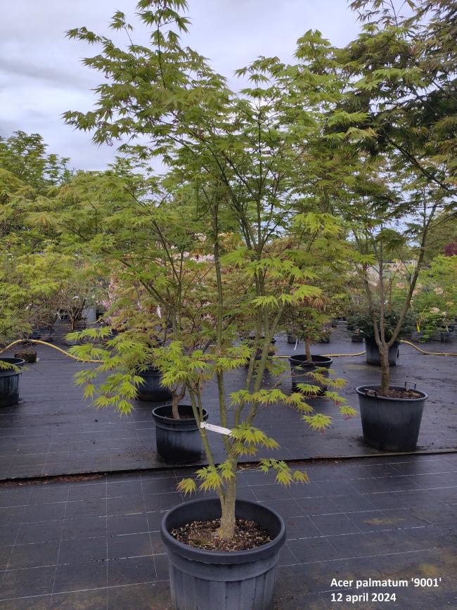 Acer palmatum '9001'