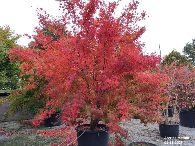 Acer palmatum (ex 'Ukigumo')