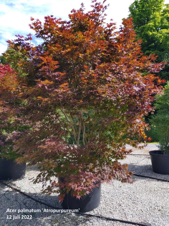 Acer palmatum 'Atropurpureum'