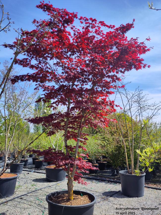 Acer palmatum 'Bloodgood'