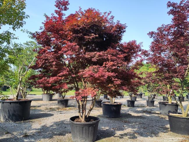 Acer palmatum 'Bloodgood'