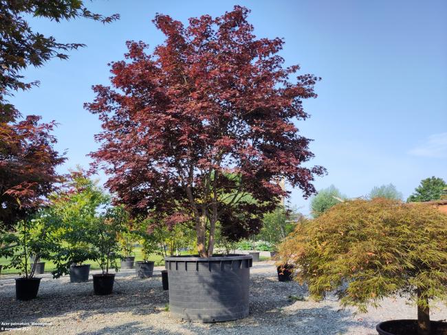 Acer palmatum 'Bloodgood'