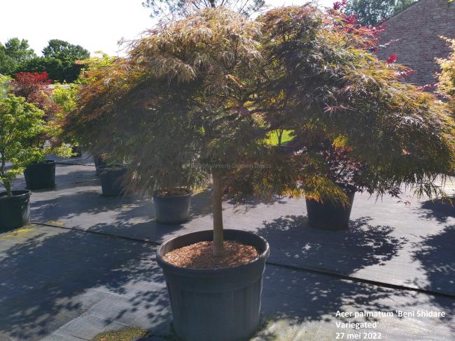 Acer palmatum 'Beni Shidare Variegated'