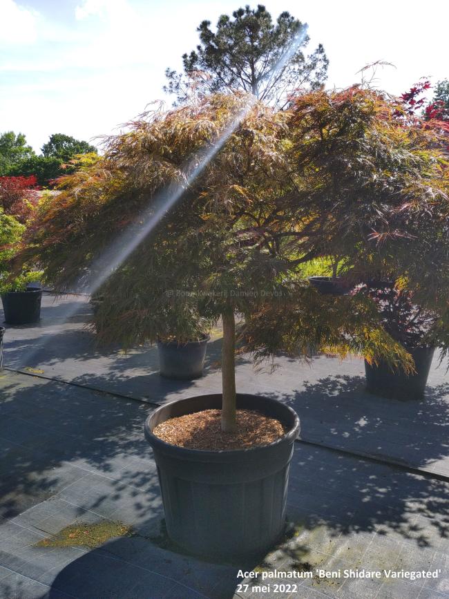 Acer palmatum 'Beni Shidare Variegated'