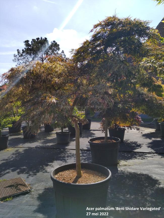 Acer palmatum 'Beni Shidare Variegated'